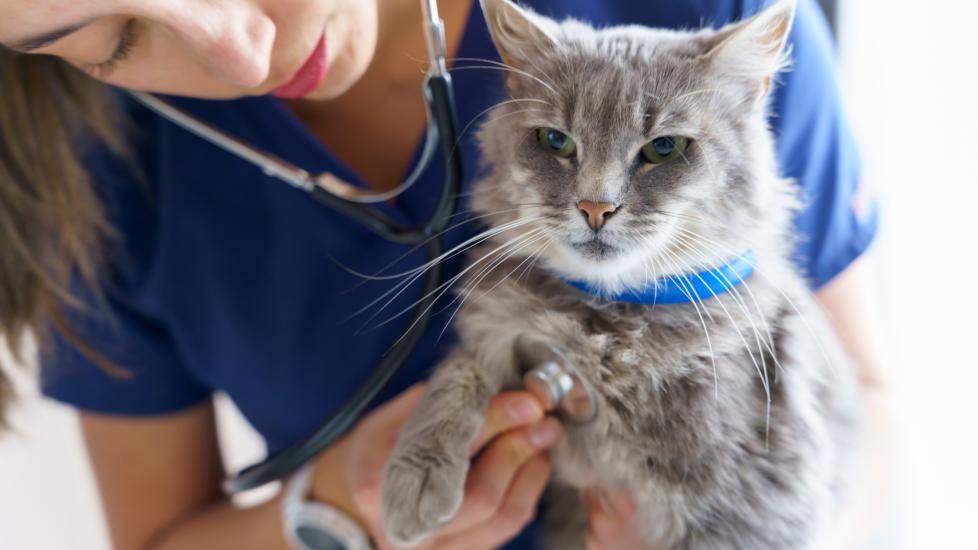 bronchitis in cats; a veterinarian listens to a cat’s heart and lungs.